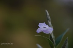 Strobilanthes consanguineus